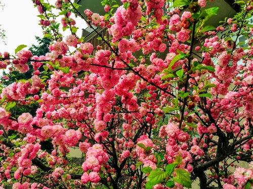 Migdałek trójklapowy (Prunus triloba) – różowo kwitnący krzew na wiosnę